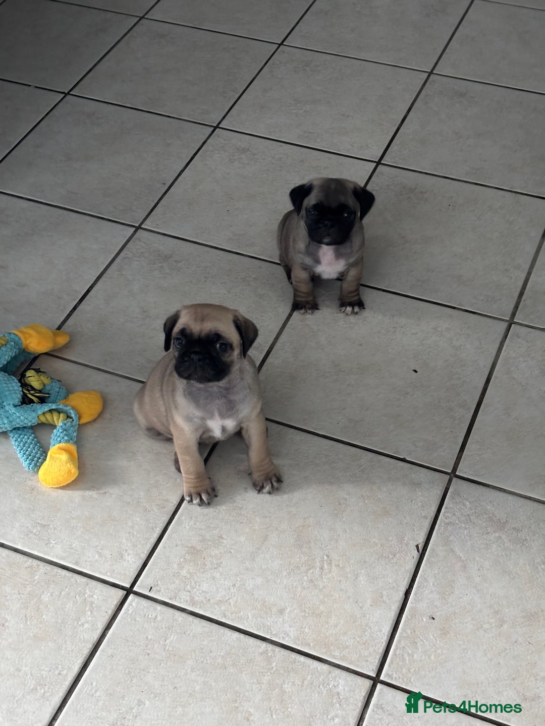 Mixed Breed dogs for sale: Pug X puppies for sale-  1 girl 1 boy - Image 1