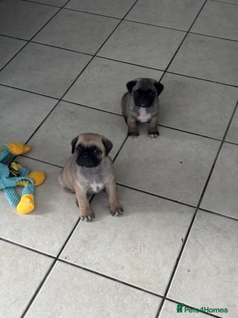 Mixed Breed dogs - Advert 11