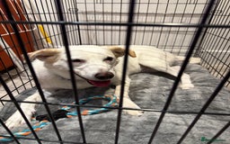Mixed Breed dogs for sale: Lab X girl for urgent rehoming - Image 5