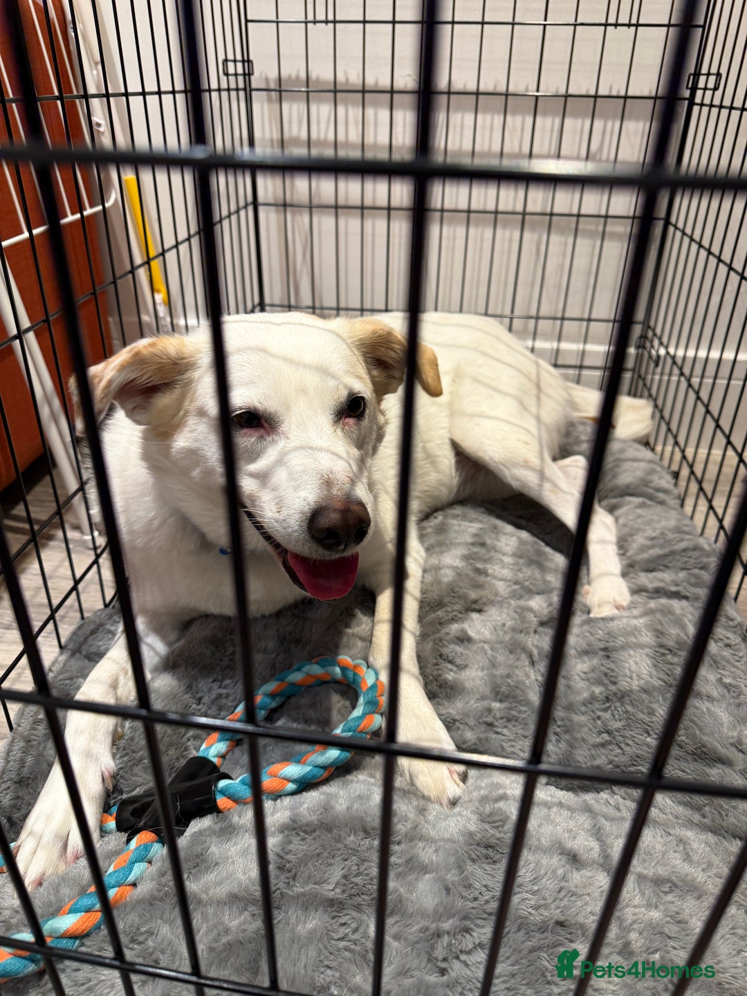 Mixed Breed dogs for sale: Lab X girl for urgent rehoming - Image 5