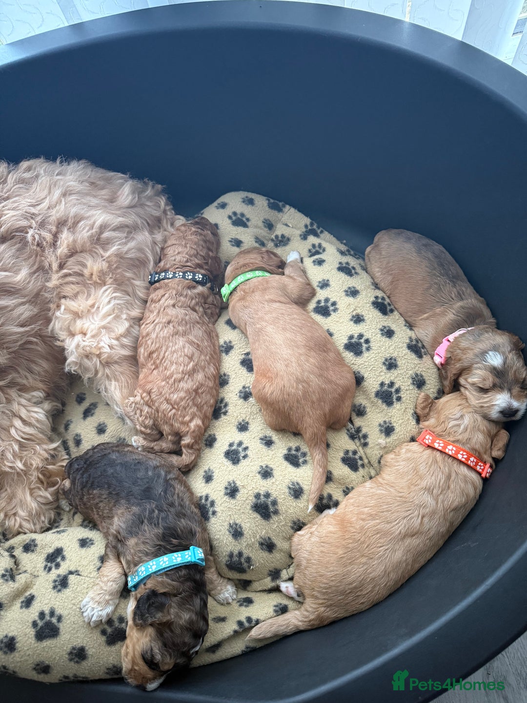 Cockapoo dogs for sale: 5 Beautiful Cockapoo Puppies  - Image 6