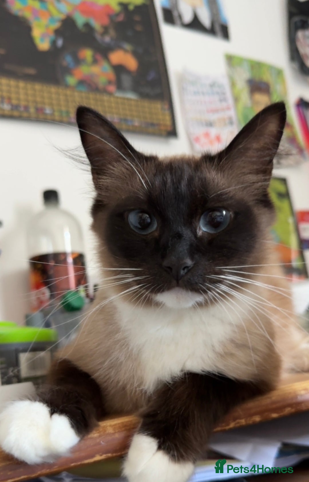 Ragdoll cats for sale: Ragdoll kittens for sale in Romford - Image 12
