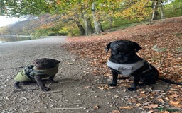 Labrador Retriever dogs for sale: Black labradors for sale⭐️⭐️⭐️ - Image 4