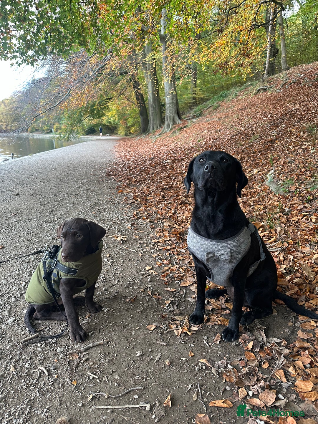 Labrador Retriever dogs for sale: Black labradors for sale⭐️⭐️⭐️ - Image 4
