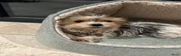 Mixed Breed dogs for sale: Pudge – Fluffy Biewer x Yorkie Boy – Ready Now! - Advert 12