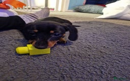 Miniature Dachshund dogs for stud: STUD - KC REG Mini Dachshund -PROVEN - Image 23