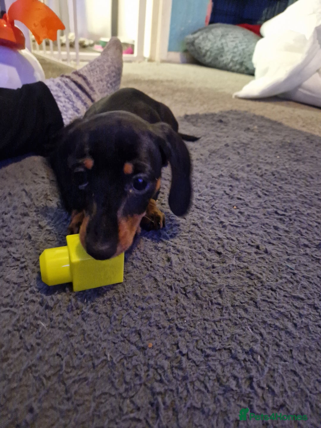 Miniature Dachshund dogs for stud: STUD - KC REG Mini Dachshund -PROVEN - Image 23