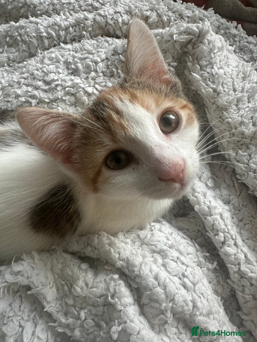 Mixed Breed cats for sale: 2 Adorable Friendly Kittens For A Forever Home - Image 6