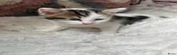 Domestic Shorthair cats for sale: 7 Bundles of fur 🤍🐾 - Advert 9