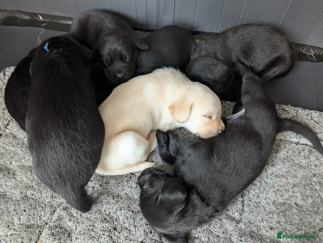 Labrador Retriever dogs for sale: Labrador Puppies - 5 Black Males & 1 Golden Male - Advert 2