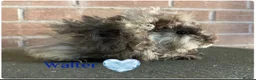 Guinea Pig rodents for sale: Pedigree Lunkarya Guinea pigs  - Advert 4