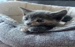 Domestic Shorthair cats for sale: Beautiful girl kittens available - Image 19
