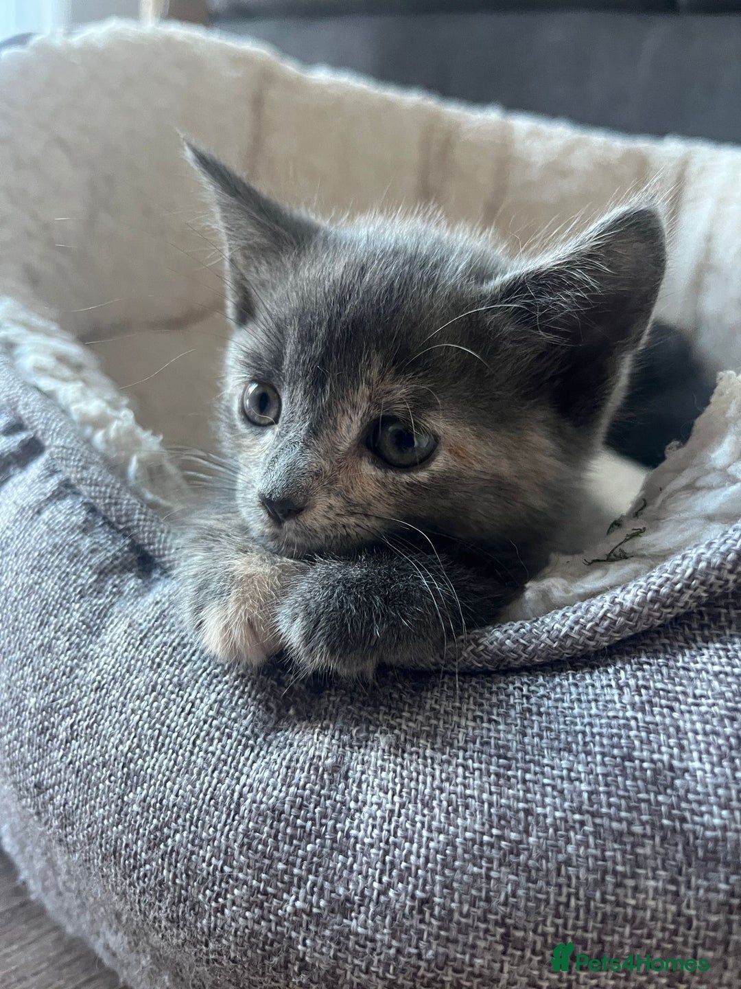 Domestic Shorthair cats for sale: Beautiful girl kittens available - Image 19