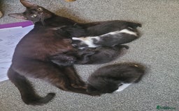 British Shorthair cats for sale: 4 kittens for sale 1 boy 3 girls. - Image 5