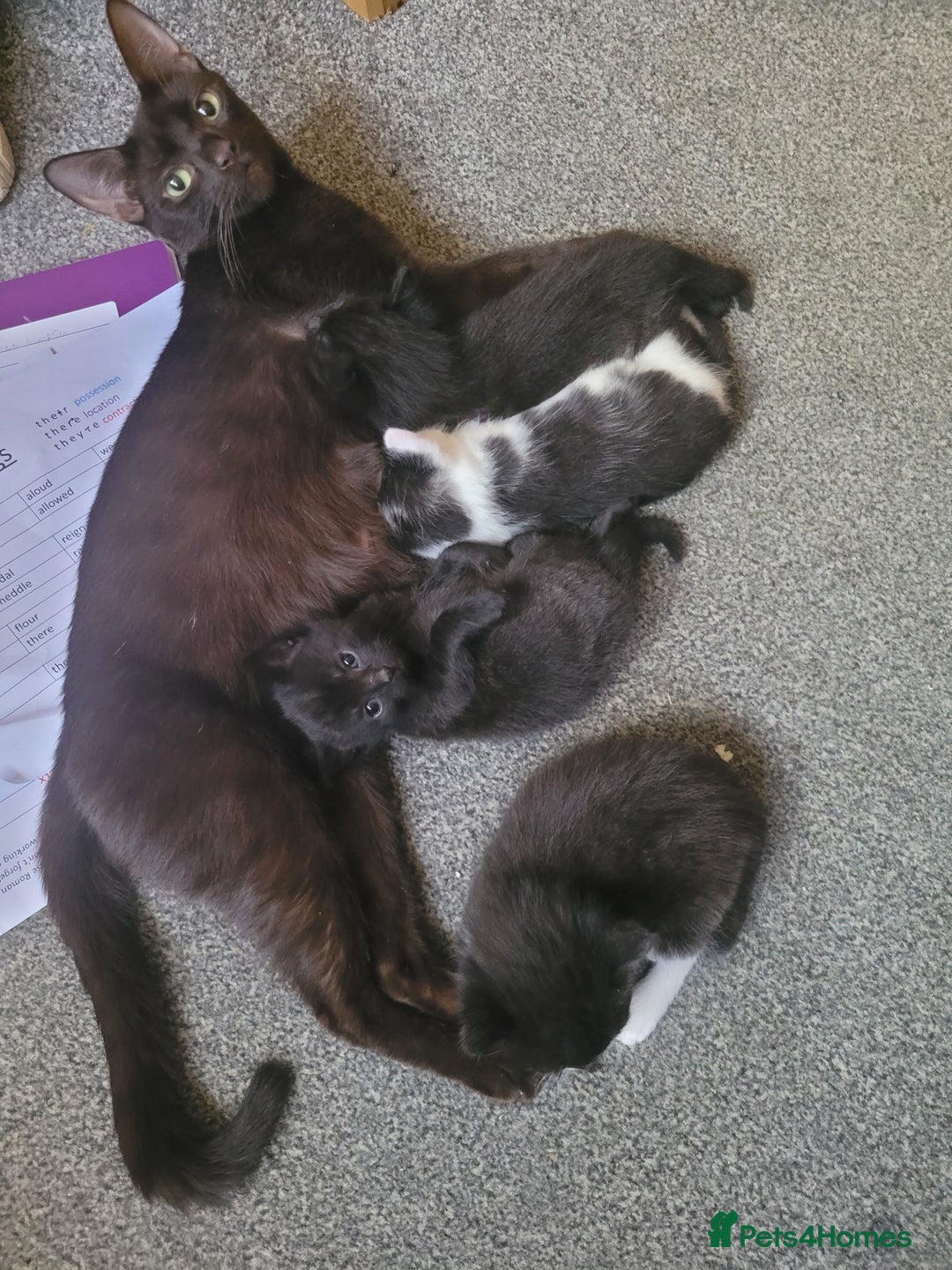 British Shorthair cats for sale: 4 kittens for sale 1 boy 3 girls. - Image 5