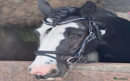 Irish Cob horses for sale: 12.2hh Gypsy Cob Mare – mothers dream  - Image 2