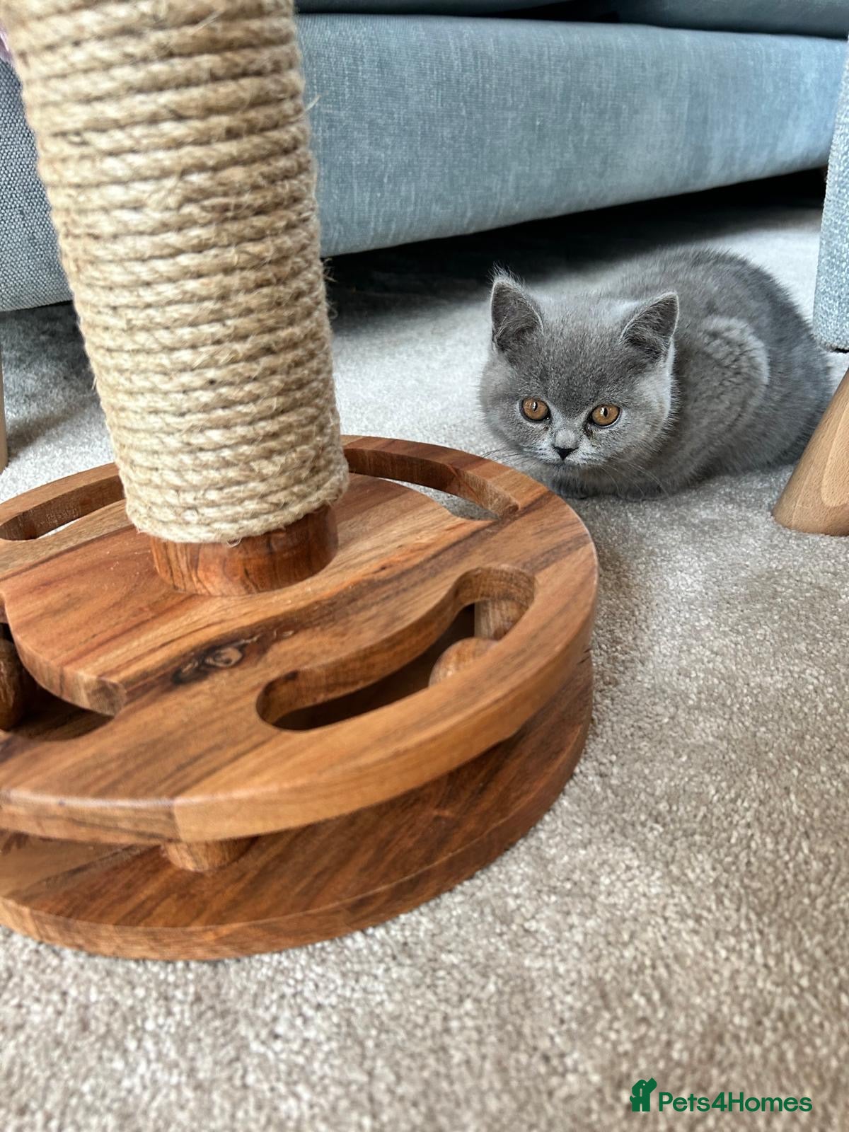 British Shorthair cats Beautiful British shorthair for sale £1000 - Advert 5