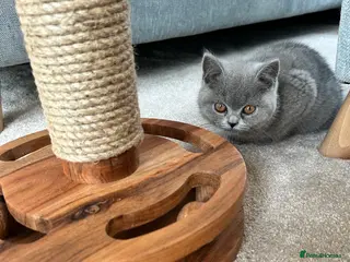 British Shorthair cats Beautiful British shorthair for sale £1000 - Advert 5