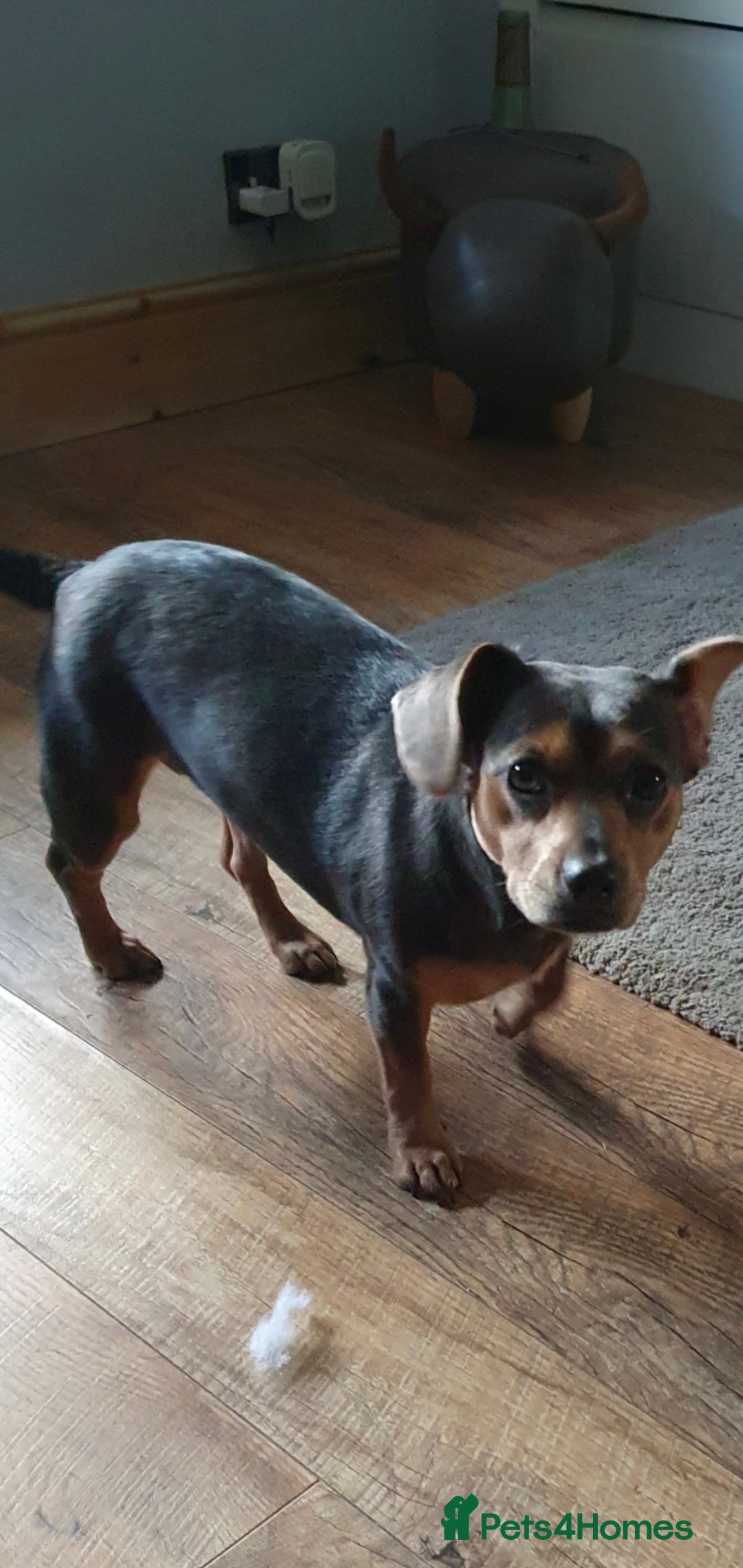 Mixed Breed dogs 15 months girl  - Advert 2
