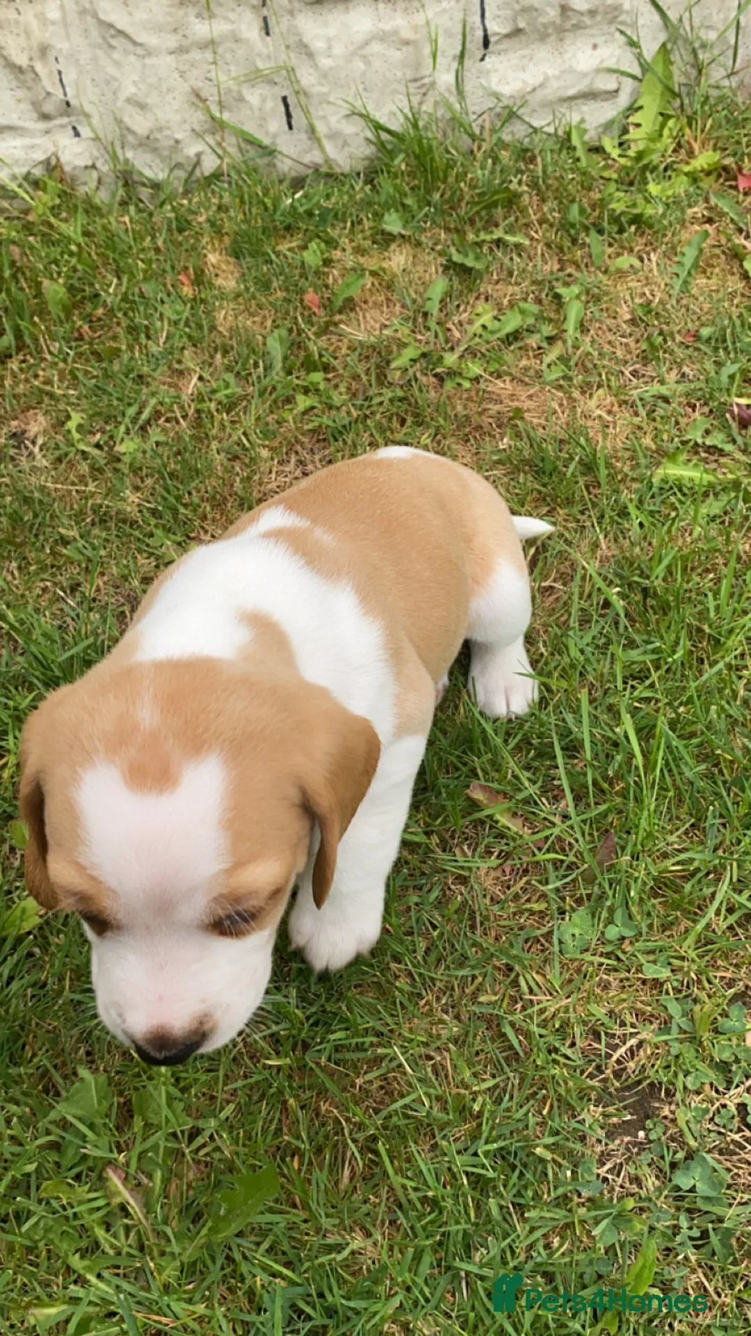 Beagle dogs for stud: Beautiful Beagle for stud - Advert 2