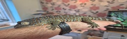 Gecko reptiles for sale: Female Tokay gecko and individual set up - Advert 7