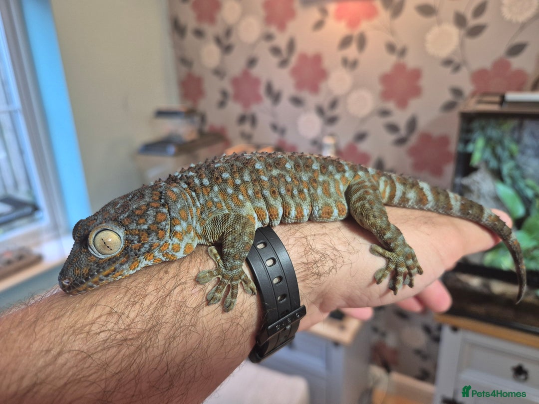 Gecko reptiles for sale: 2 x Female Tokay geckos and individual set ups - Image 7