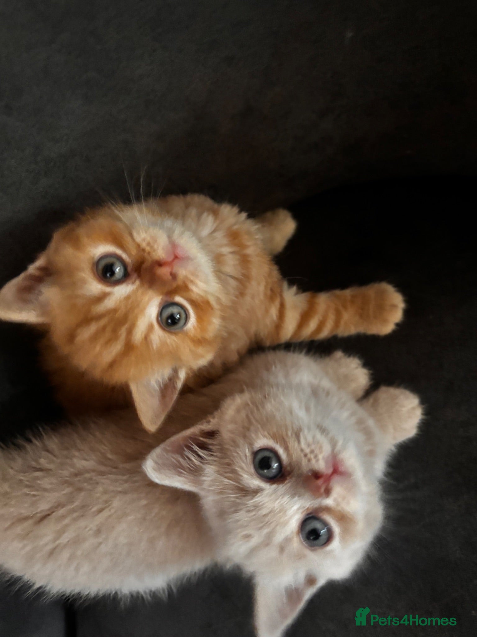 British Shorthair cats British shorthair kittens  - Advert 18