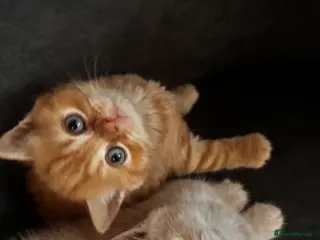 British Shorthair cats British shorthair kittens - Advert 1