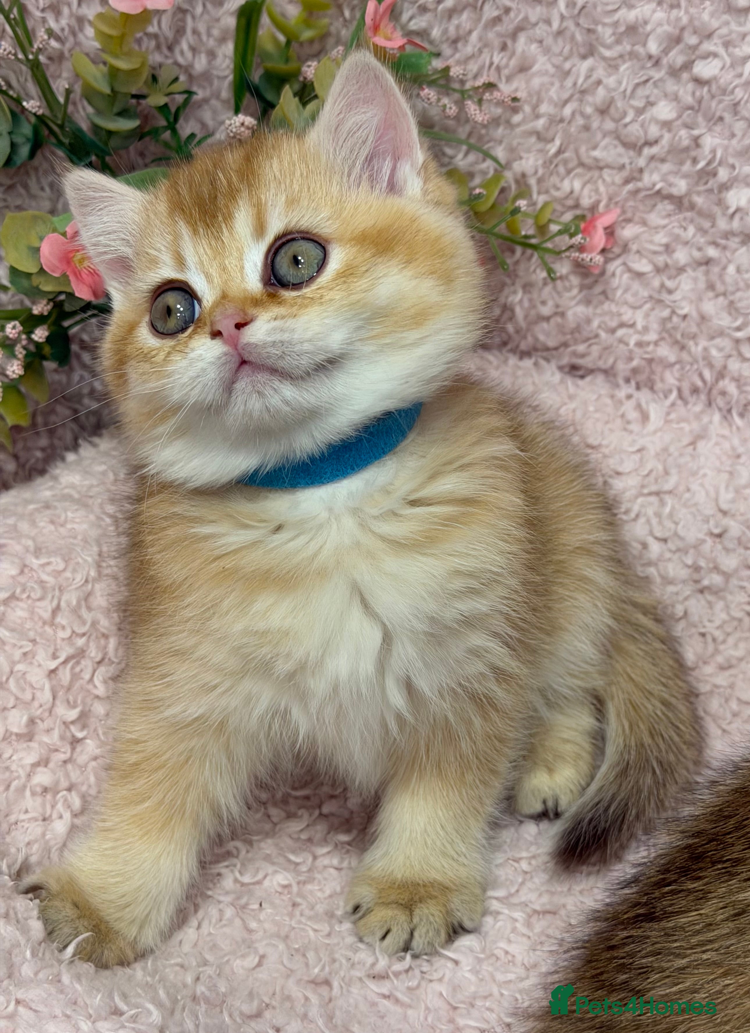 British Shorthair cats British shh golden, silver  GCCF kittens  - Advert 4