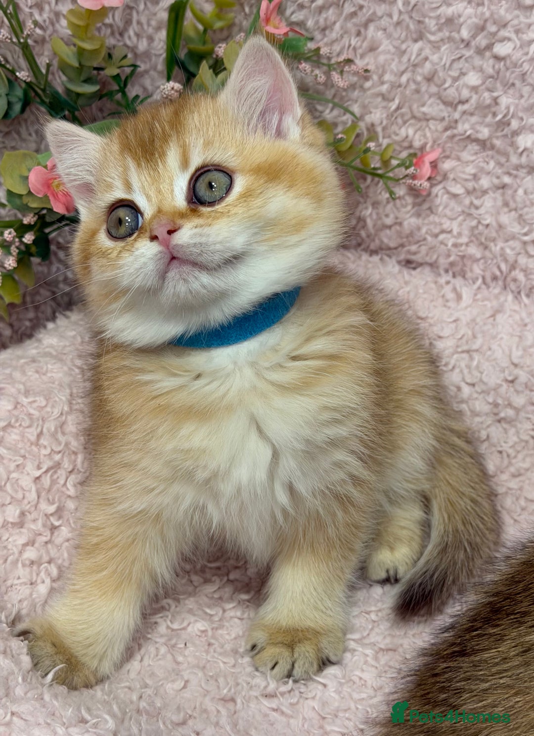 British Shorthair cats for sale: British shh golden, silver  GCCF kittens  - Advert 7