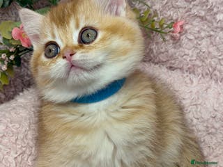 British Shorthair cats British shh golden, silver GCCF kittens - Advert 17