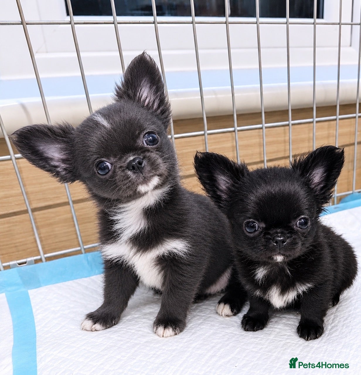 Chihuahua dogs for sale: Long coat chihuahua  - Advert 17