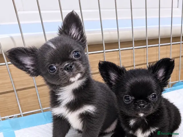 Chihuahua dogs for sale: Long coat chihuahua - Advert 17