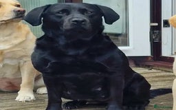 Labrador Retriever dogs for sale: Amalfilatte - Show Labrador Retriever Puppies - Image 5