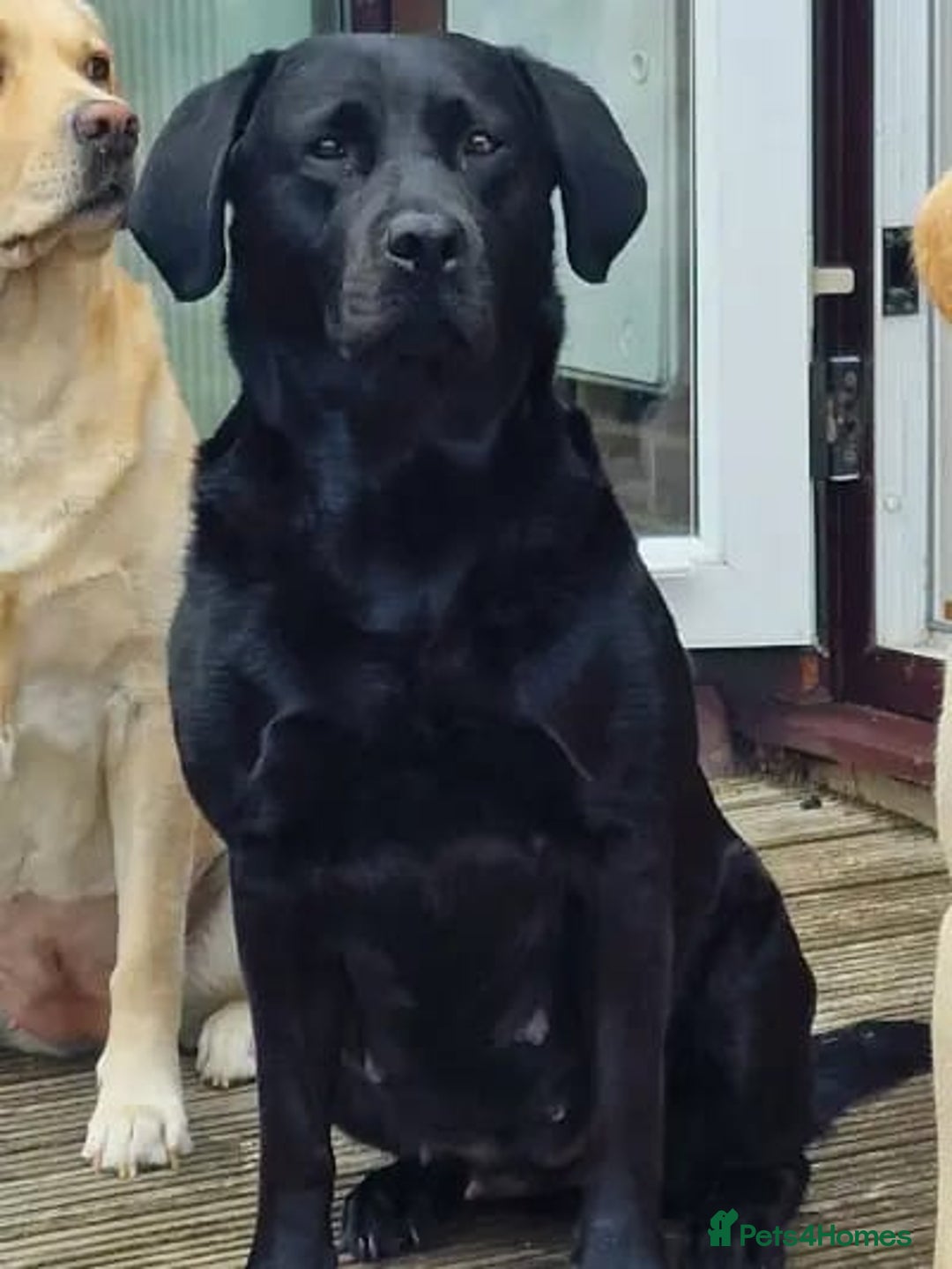 Labrador Retriever dogs for sale: Amalfilatte - Show Labrador Retriever Puppies - Image 5