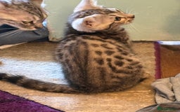 Bengal cats for sale: Bengal kittens tegistered - Image 8