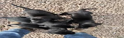Labrador Retriever dogs for sale: Labrador pups  in Inverurie - Advert 11
