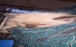 Ragdoll cats for sale: Beautiful pure breed ragdoll kittens  - Image 7