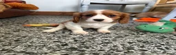Cavalier King Charles Spaniel dogs for sale: Beautiful Cavalier King Charles Spaniel puppies - Advert 6