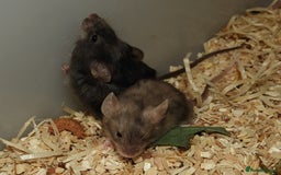 Mouse rodents for sale: Satin, long and short haired varieties  - Image 16