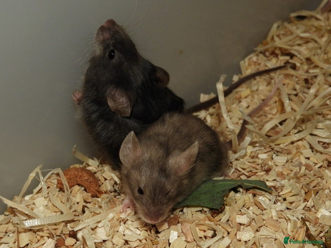 Mouse rodents for sale: Satin, long and short haired varieties  - Image 16
