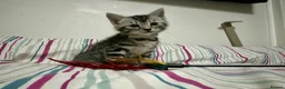 Bengal cats for sale: ✨ Bengal Kittens – Pet Homes (TICA Registerable) - Advert 5