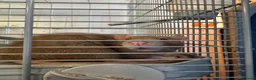 Rat rodents for sale: 2 rats (sisters)  in Bilston - Advert 2