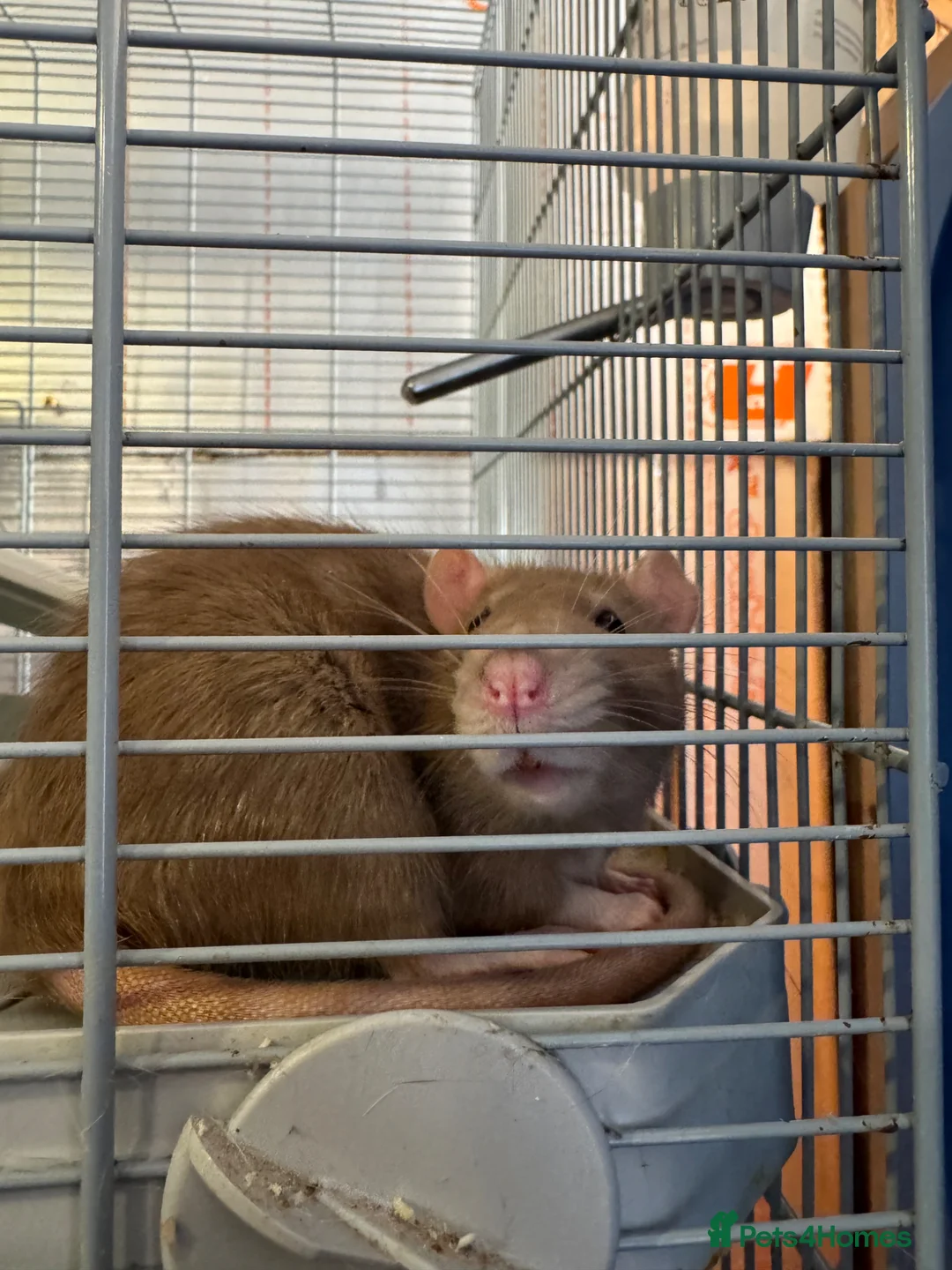 Rat rodents for sale: 2 rats (sisters)  in Bilston - Advert 2