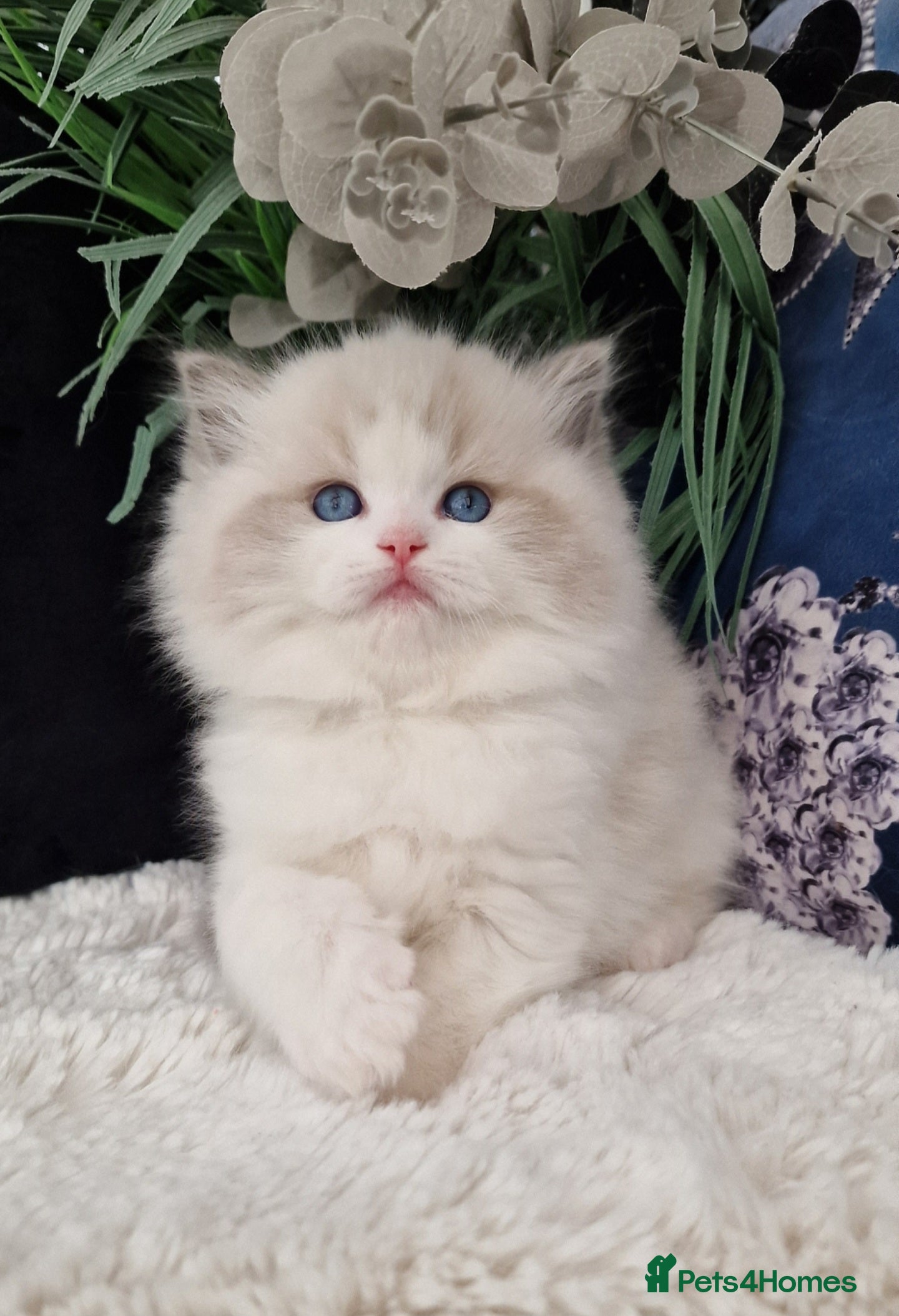 Ragdoll cats 🩷✨️NEW WAITING LIST Exclusive cute Kittens✨️🩷🏆 - Advert 5