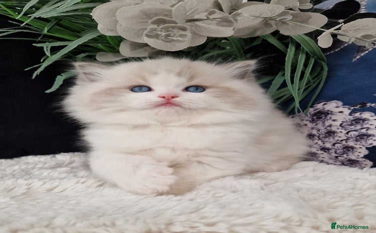 Ragdoll cats 🩷✨️NEW WAITING LIST Exclusive 5*Kittens✨️🩷🏆 - Advert 4