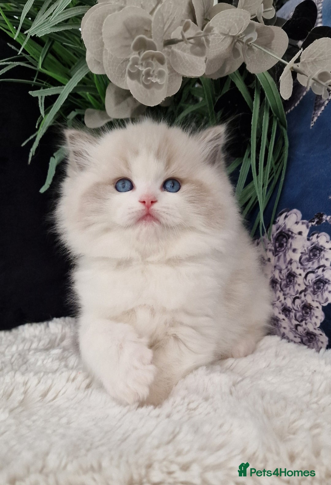 Ragdoll cats for sale: 🩷✨️NEW WAITING LIST Exclusive cute Kittens✨️🩷🏆 - Advert 1
