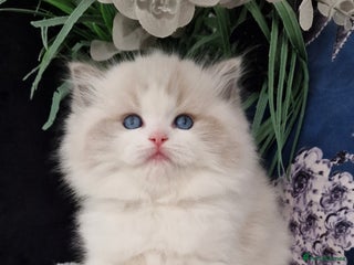 Ragdoll cats 🩷✨️NEW WAITING LIST Exclusive 5*Kittens✨️🩷🏆 - Advert 4