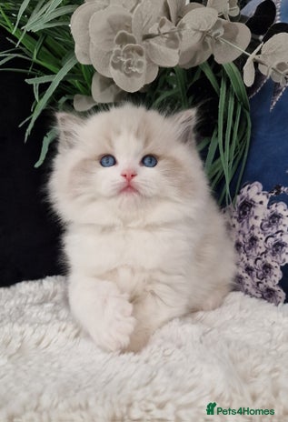 Ragdoll cats 🩷✨️NEW WAITING LIST Exclusive 5*Kittens✨️🩷🏆 - Advert 4