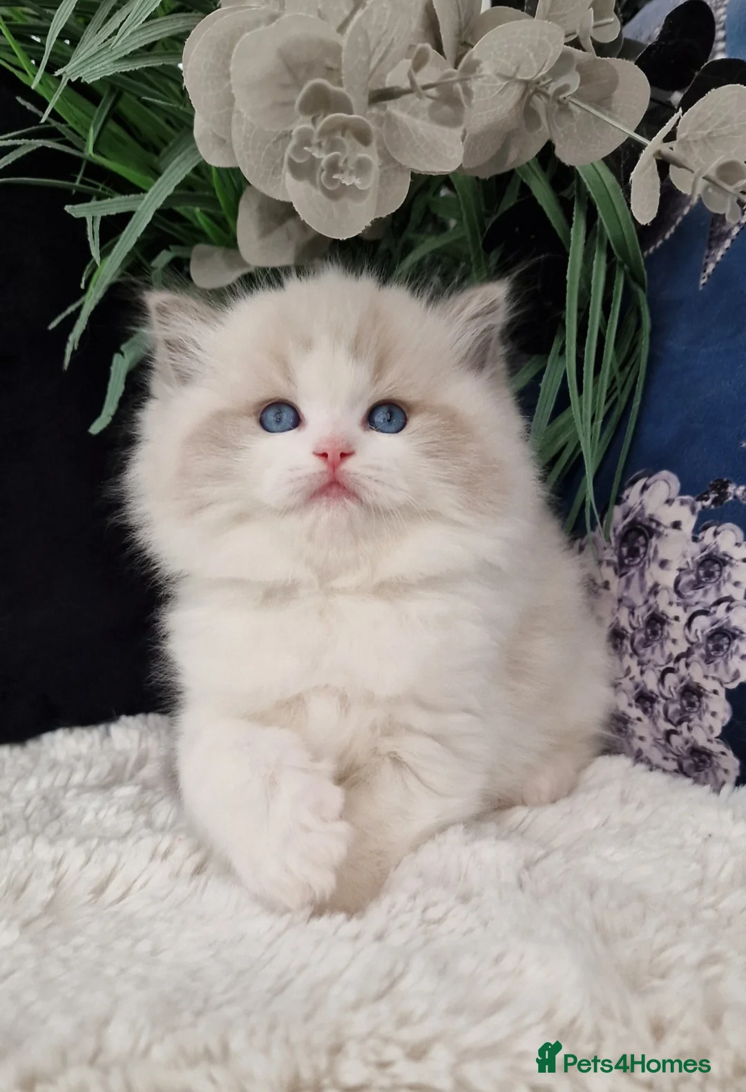 Ragdoll cats for sale: 🎀✨️Exclusive top quality kittens🎀 from🏆lines✨️ - Advert 2